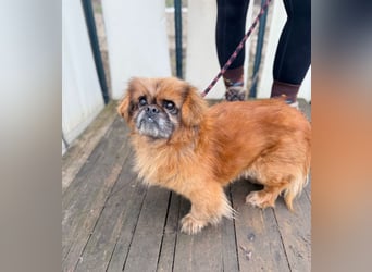 Döme -Liebevolles Zuhause für ruhigen Senior gesucht!