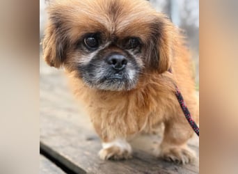 Döme -Liebevolles Zuhause für ruhigen Senior gesucht!