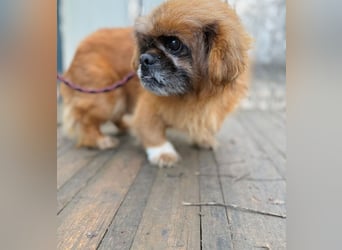 Döme -Liebevolles Zuhause für ruhigen Senior gesucht!