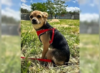Turbo - kleiner Charmeur mit großem Hundeherz sucht sein Zuhause