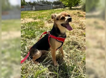 Turbo - kleiner Charmeur mit großem Hundeherz sucht sein Zuhause