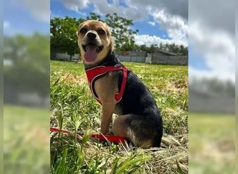 Turbo - kleiner Charmeur mit großem Hundeherz sucht sein Zuhause