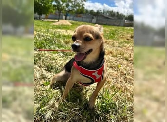 Turbo - kleiner Charmeur mit großem Hundeherz sucht sein Zuhause