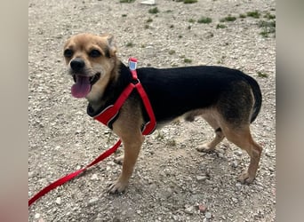 Turbo - kleiner Charmeur mit großem Hundeherz sucht sein Zuhause