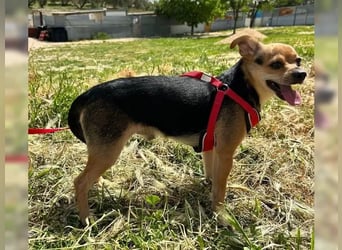 Turbo - kleiner Charmeur mit großem Hundeherz sucht sein Zuhause