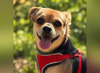 Turbo - kleiner Charmeur mit großem Hundeherz sucht sein Zuhause