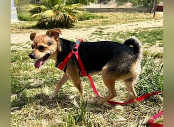 Turbo - kleiner Charmeur mit großem Hundeherz sucht sein Zuhause