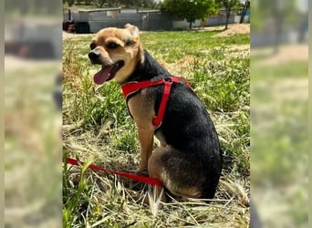 Turbo - kleiner Charmeur mit großem Hundeherz sucht sein Zuhause