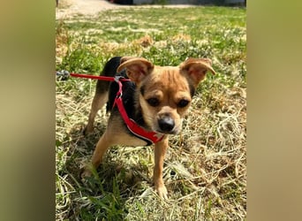 Turbo - kleiner Charmeur mit großem Hundeherz sucht sein Zuhause