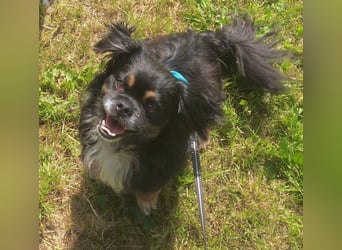 Nannos Charme muss man einfach erliegen! (15345 Reichenow-Möglin)