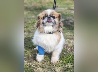 Piskota-Si – Kleine Pekinesen-Dame sucht liebevolles Für-immer-Zuhause