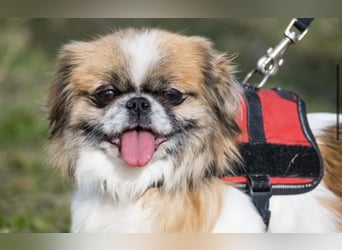 Piskota-Si – Kleine Pekinesen-Dame sucht liebevolles Für-immer-Zuhause