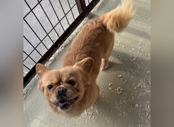 PIKACSU SÜßER PEKINESEN MIX