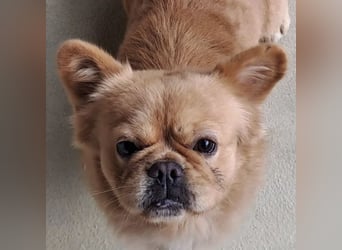 PIKACSU SÜßER PEKINESEN MIX