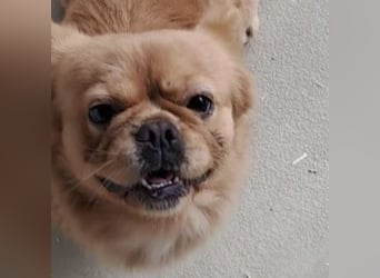 PIKACSU SÜßER PEKINESEN MIX