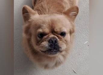 PIKACSU SÜßER PEKINESEN MIX