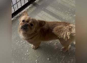 PIKACSU SÜßER PEKINESEN MIX