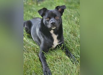 Onix, geboren 31.01.2025, 38cm sucht neuen Wirkungskreis (Pflegestelle in Deutschland)