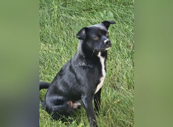 Onix, geboren 31.01.2025, 38cm sucht neuen Wirkungskreis (Pflegestelle in Deutschland)