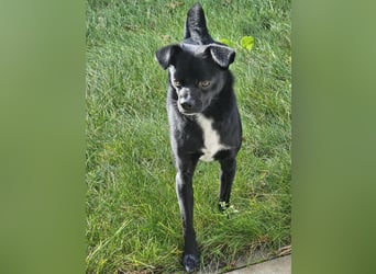 Onix, geboren 31.01.2025, 38cm sucht neuen Wirkungskreis (Pflegestelle in Deutschland)