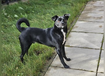 Onix, geboren 31.01.2025, 38cm sucht neuen Wirkungskreis (Pflegestelle in Deutschland)