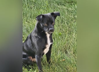 Onix, geboren 31.01.2025, 38cm sucht neuen Wirkungskreis (Pflegestelle in Deutschland)