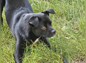 Onix, geboren 31.01.2025, 38cm sucht neuen Wirkungskreis (Pflegestelle in Deutschland)