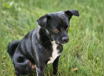 Onix, geboren 31.01.2025, 38cm sucht neuen Wirkungskreis (Pflegestelle in Deutschland)