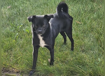 Onix, geboren 31.01.2025, 38cm sucht neuen Wirkungskreis (Pflegestelle in Deutschland)