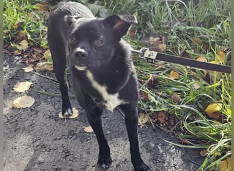 Onix, geboren 31.01.2025, 38cm sucht neuen Wirkungskreis (Pflegestelle in Deutschland)