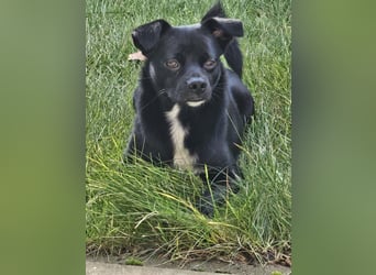 Onix, geboren 31.01.2025, 38cm sucht neuen Wirkungskreis (Pflegestelle in Deutschland)