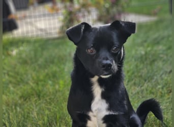 Onix, geboren 31.01.2025, 38cm sucht neuen Wirkungskreis (Pflegestelle in Deutschland)