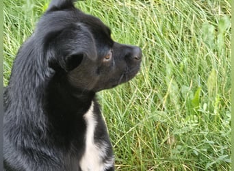 Onix, geboren 31.01.2025, 38cm sucht neuen Wirkungskreis (Pflegestelle in Deutschland)