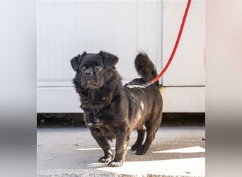 Pikatchu! Ein Hund mit Charakter