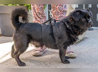Pikatchu! Ein Hund mit Charakter