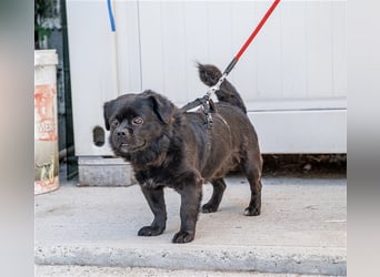 Pikatchu! Ein Hund mit Charakter