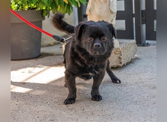 Pikatchu! Ein Hund mit Charakter