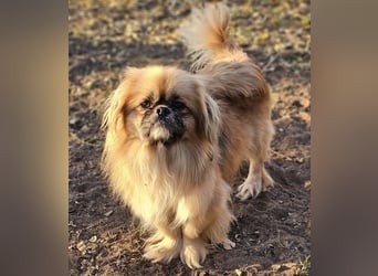 Chapo sucht ein gemütliches, ruhiges Heim Chapo sucht ein gemütliches, ruhiges Heim