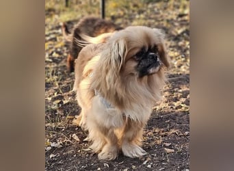 Chapo sucht ein gemütliches, ruhiges Heim Chapo sucht ein gemütliches, ruhiges Heim