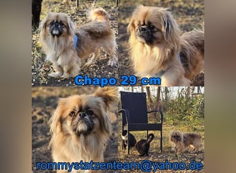 Chapo sucht ein gemütliches, ruhiges Heim Chapo sucht ein gemütliches, ruhiges Heim