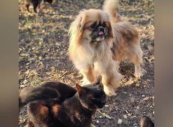 Chapo sucht ein gemütliches, ruhiges Heim Chapo sucht ein gemütliches, ruhiges Heim