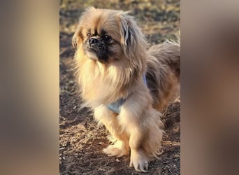 Chapo sucht ein gemütliches, ruhiges Heim Chapo sucht ein gemütliches, ruhiges Heim