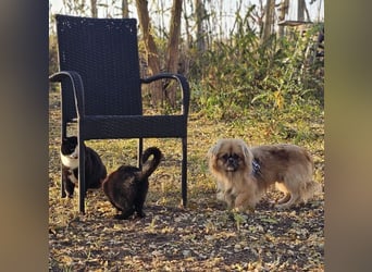 Chapo sucht ein gemütliches, ruhiges Heim Chapo sucht ein gemütliches, ruhiges Heim