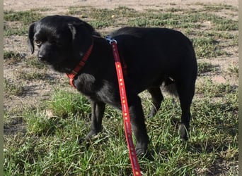 Kuki - liebevolles Zuhause gesucht