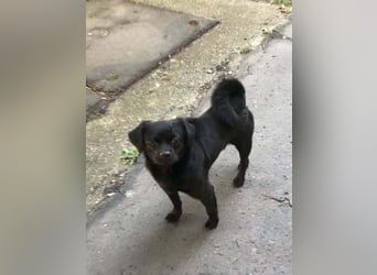 Kuki - liebevolles Zuhause gesucht