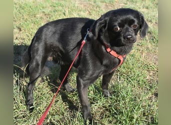 Kuki - liebevolles Zuhause gesucht