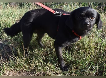 Kuki - liebevolles Zuhause gesucht