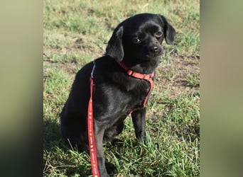 Kuki - liebevolles Zuhause gesucht