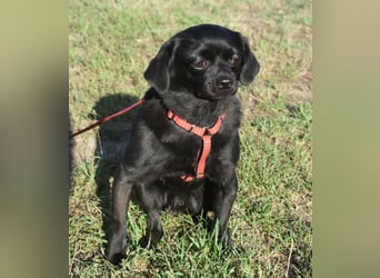 Kuki - liebevolles Zuhause gesucht