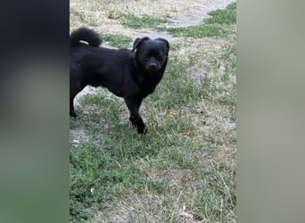 Kuki - liebevolles Zuhause gesucht